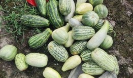 四川免费吃瓜,免费吃瓜活动来袭，清凉一夏尽享瓜果盛宴