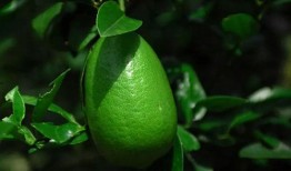 香水柠檬爆料视频大全,揭秘热门视频大全背后的故事